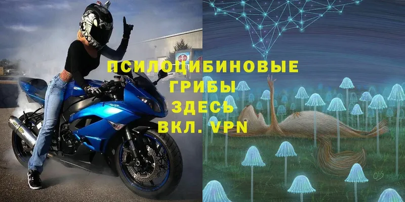 Галлюциногенные грибы Psilocybe  Вилюйск 